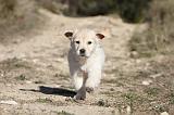GOLDEN RETRIEVER 518